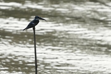 Pictures of birds living in nature