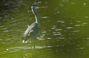 Close-up of grey heron through green leaves, bright yellow eyes of grey heron, close-up of feathers of grey heron between green bushes, large grey bird, midday sun on the lake