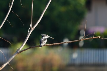 Pictures of birds living in nature