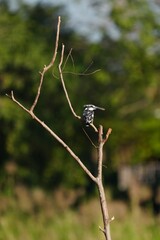 Pictures of birds living in nature