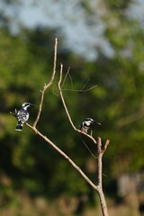 Pictures of birds living in nature