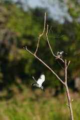 Pictures of birds living in nature