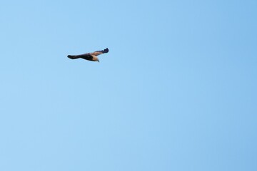 Pictures of birds living in nature