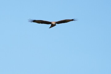Pictures of birds living in nature