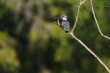 Pictures of birds living in nature