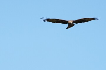 Pictures of birds living in nature