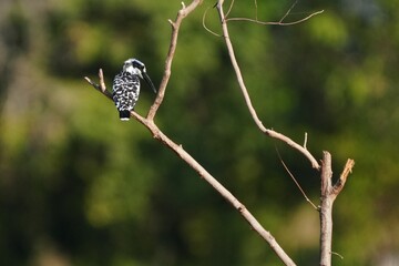 Pictures of birds living in nature