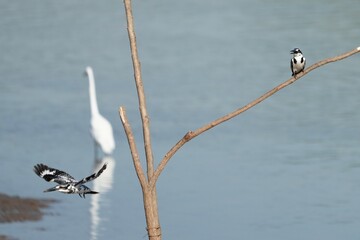 Pictures of birds living in nature