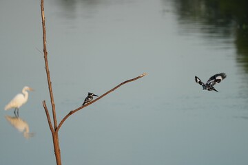 Pictures of birds living in nature