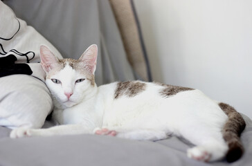 The cat lay on the gray sofa