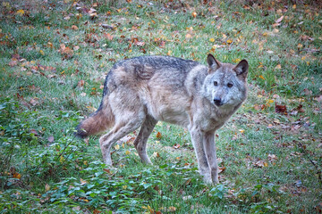 Europäischer Wolf ( Canis lupus ).