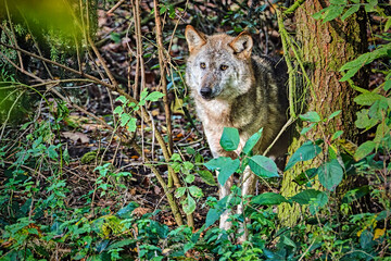Europäischer Wolf ( Canis lupus ).