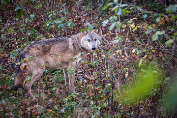 Europäischer Wolf ( Canis lupus ).