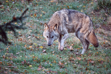 Europäischer Wolf ( Canis lupus ).