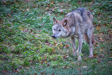 Obraz premium Europäischer Wolf ( Canis lupus ).