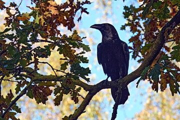 Kolkrabe ( Corvus corax ).