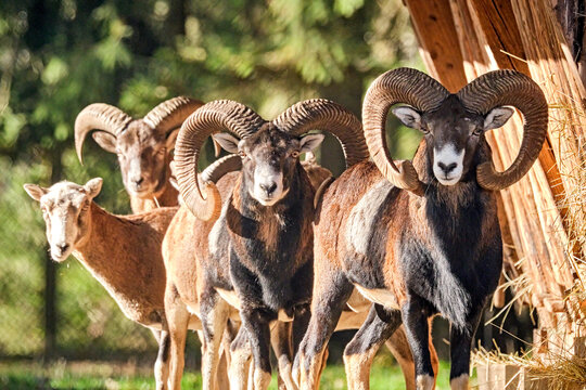 Mufflons ( Ovis orientalis musimon ).