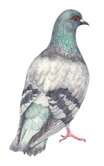Hand painted watercolor pigeon. Hand painted watercolor illustration of a city pigeon. A common city pigeon.