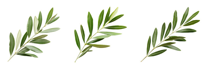 Fototapeta premium Fresh olive branches with lush green leaves