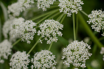 Close up of white flowers of parsley (Allium giganteum)
