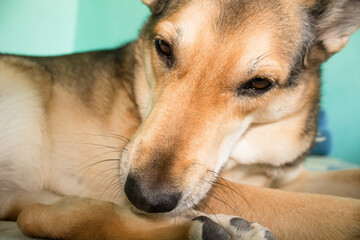 Close up of a dog lying on the floor and looking at something