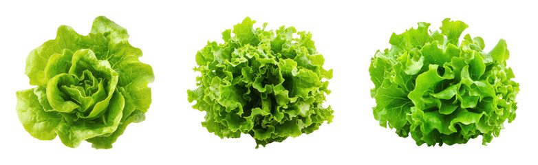 Fresh varieties of green lettuce on a black background