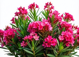 Fototapeta premium Oleander Blossom Portrait Photography, 3D Rendered Pink Flowers, Isolated Nerium Oleander Image