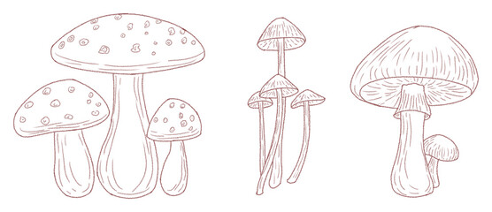 hand drawn mushroom illustration in PNG format with transparent background. line art for design with a whimsical and enchanting theme.