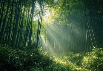 Obraz premium Beautiful bamboo forest in China, sunlight shining through the dense green leaves of tall trees