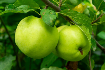 Freshly grown green apples hanging on a branch in a lush garden