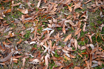 leaves on the ground