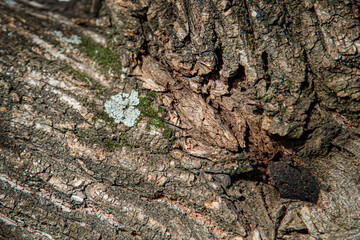 bark of a tree