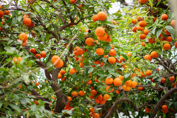 Close up of mandarines on the tree in summer. Orange tangerines. Citrus branch.