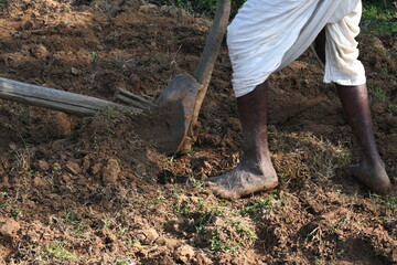 Fototapeta premium Farmer running a Wooden plow in his field. The farmer is preparing his field for sowing. A old indian farmer running a plow with an ox. Agriculture activity.
