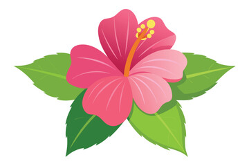 red hibiscus flower on white background