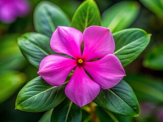 Pink Madagascar Periwinkle Closeup, Tilt-Shift Flower Photography, Catharanthus roseus Macro, Five Petals, Dark Center