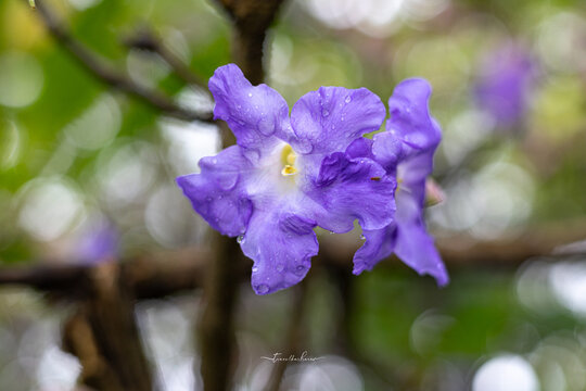 Strobilanthes callosa also known as Karvi / Karvy blooms one in seven years seen in Tamhini Ghat, Ghat, Pune