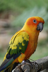 Green and yellow lovebird