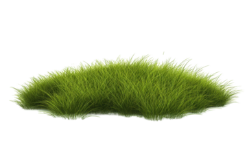 A tuft of grass isolated on white as a png to be used for graphic design purposes