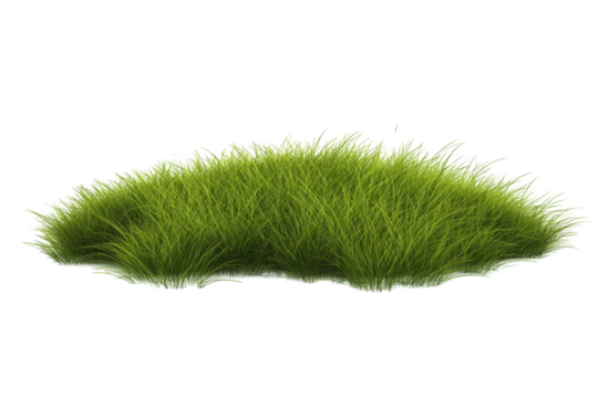 A tuft of grass isolated on white as a png to be used for graphic design purposes