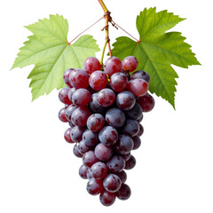 Fresh bunch of grapes on stem with leaves
