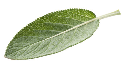 Fototapeta premium Sage Leaf PNG Design, A single sage leaf in muted green tones with a soft texture and intricate details, isolated on a transparent background