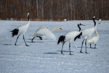 Obraz premium Swan birds (Cygnus cygnus) at Lake Kussharo in Hokkaido, Japan.