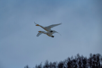 Swan birds (Cygnus cygnus) at Lake Kussharo in Hokkaido, Japan.