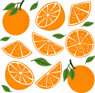 fresh orange vector illustration