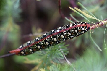 Gros plan de la chenille du Sphinx de l'Euphorbe, Spurge Hawkmoth,  Leafy Spurge Hawkmoth (Hyles euphorbiae) dans son milieu naturel.