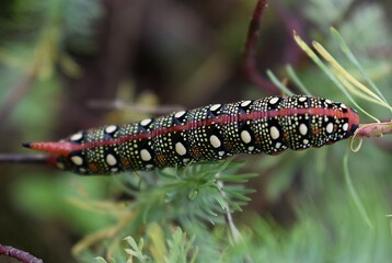 Gros plan de la chenille du Sphinx de l'Euphorbe, Spurge Hawkmoth,  Leafy Spurge Hawkmoth (Hyles euphorbiae) dans son milieu naturel.