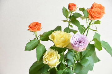 カラフルなバラ