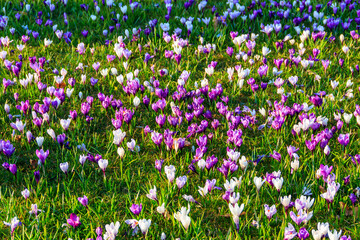 Purple crocus flowers on the lawn at spring