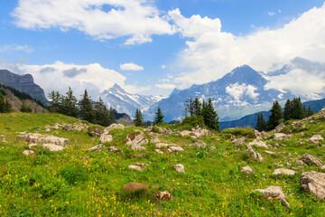 Panoramic view of snow-covered Swiss Alps and green flowering alpine meadow near Schynige Platte in...
